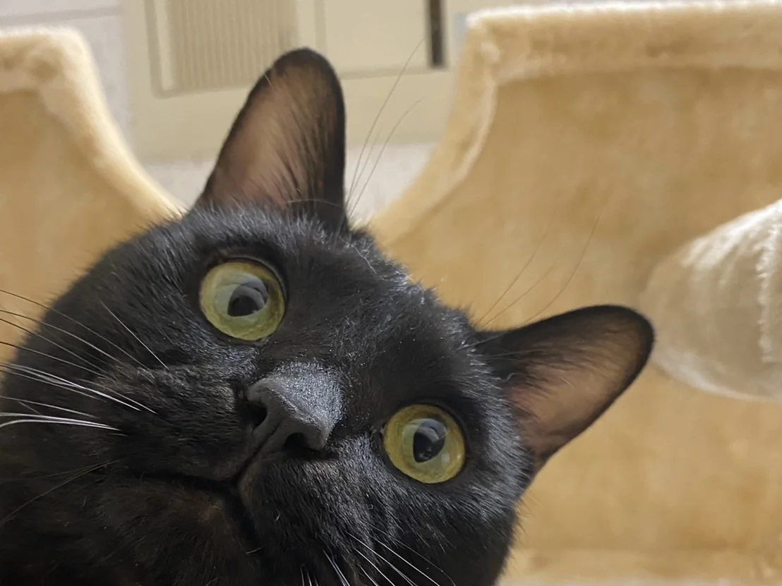お寺猫のショコラくん（黒猫）