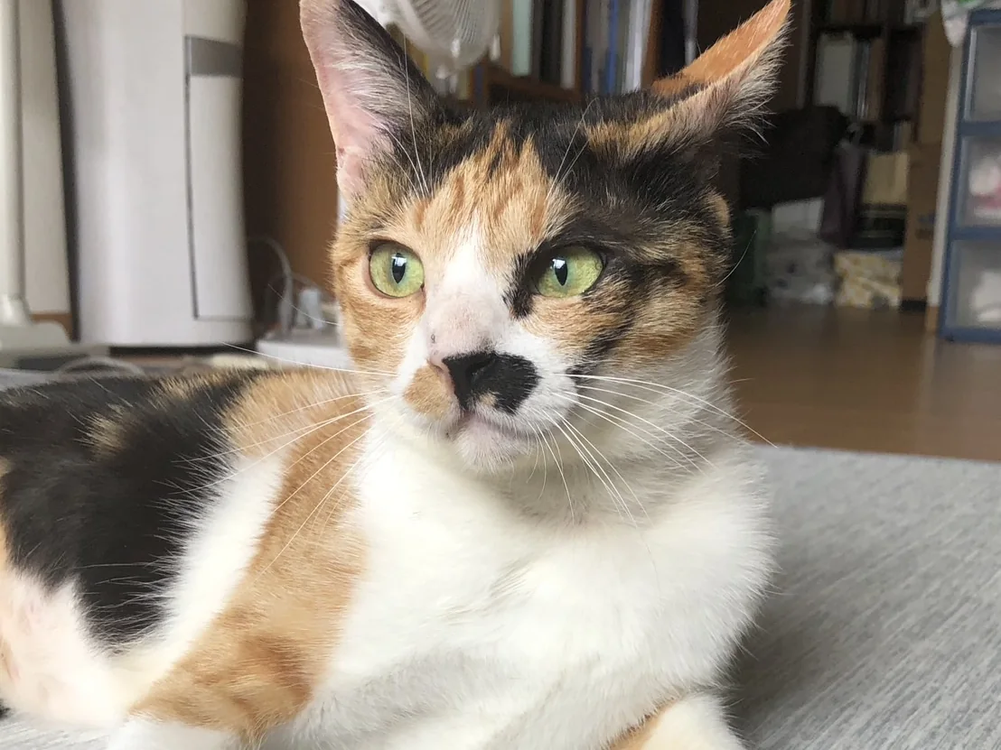 お寺猫のみかんちゃん（三毛猫）