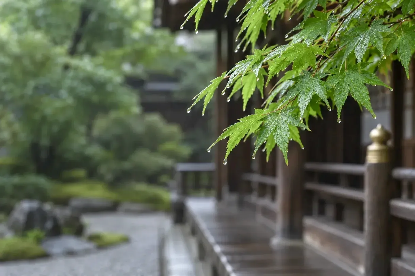 雨に濡れた青もみじと寺院の回廊